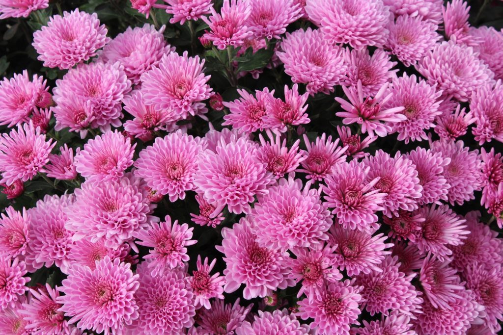 Image de couverture - Chrysanthèmes à récupérer gratuitement !