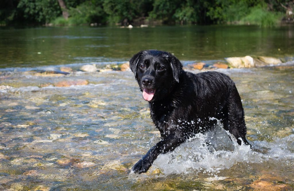 Image de couverture - Accès au lac pour les animaux domestiques