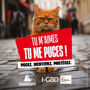 Image de couverture - Semaine identification animaux