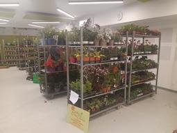 Image de couverture - Marché aux fleurs à Bignicourt-sur-Saulx