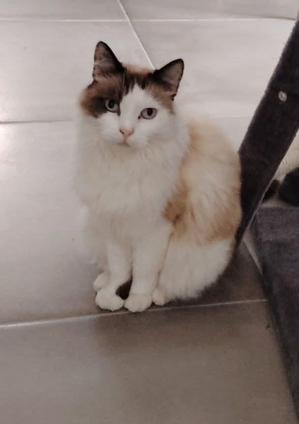 Image de couverture - Chatte perdue