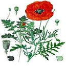 Image de couverture - Programme_animations_printemps_des_coquelicots_mars_juin_23