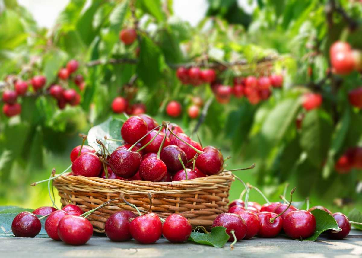 Image de couverture - Vogue des cerises : à vos agendas