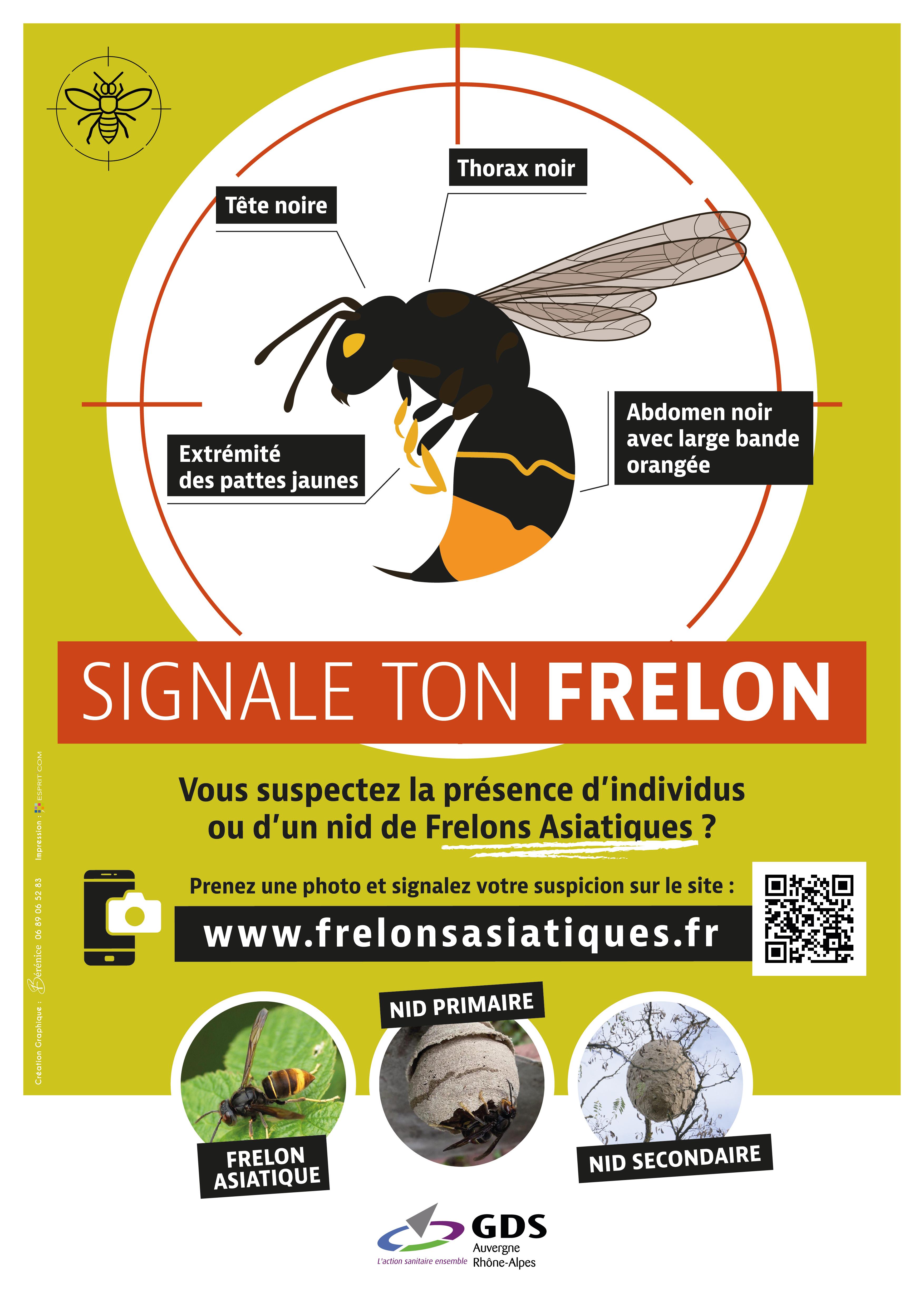 Image de couverture - Lutte contre le Frelon asiatique