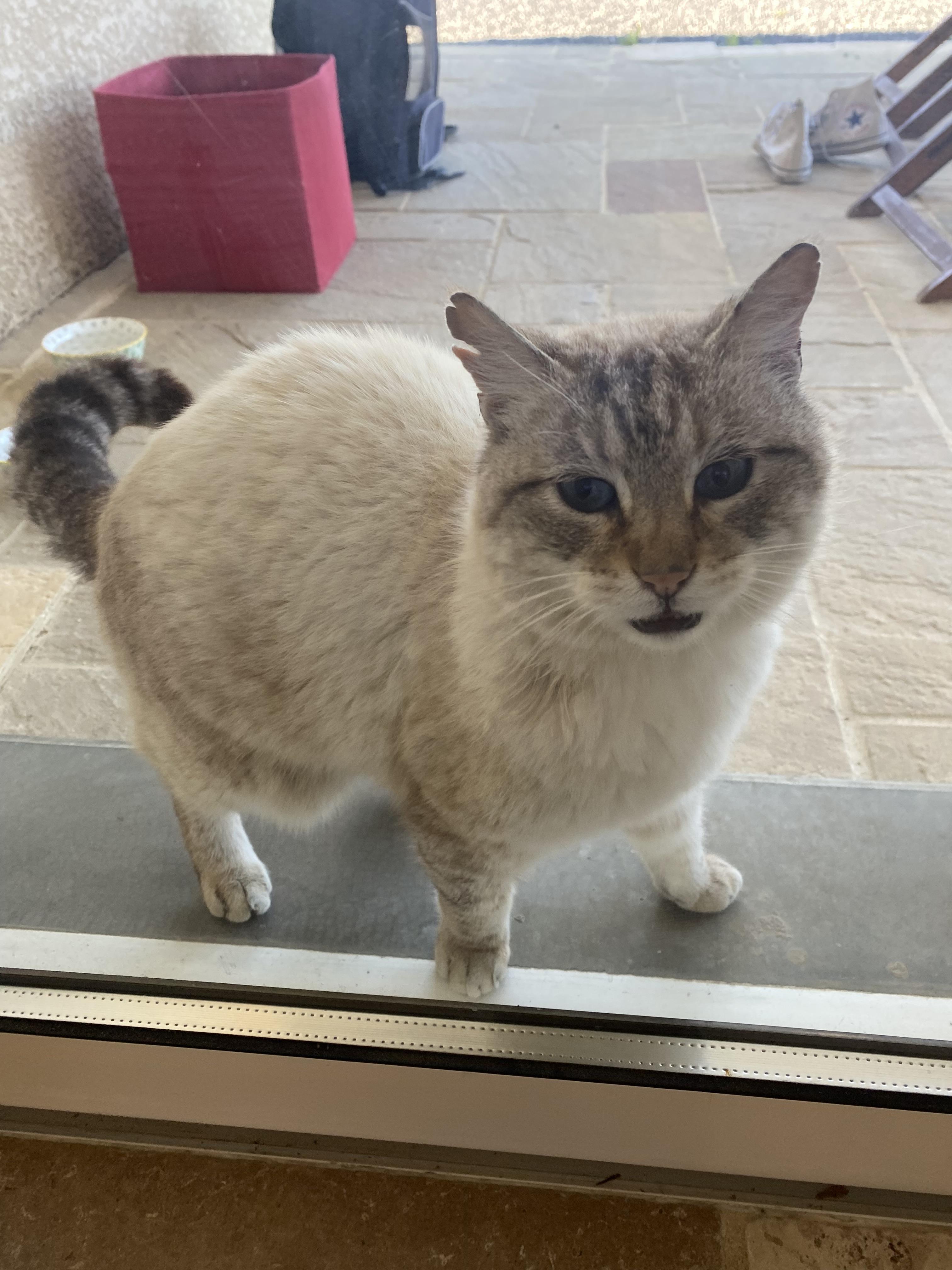 Image de couverture - Chat errant recherche son propriétaire