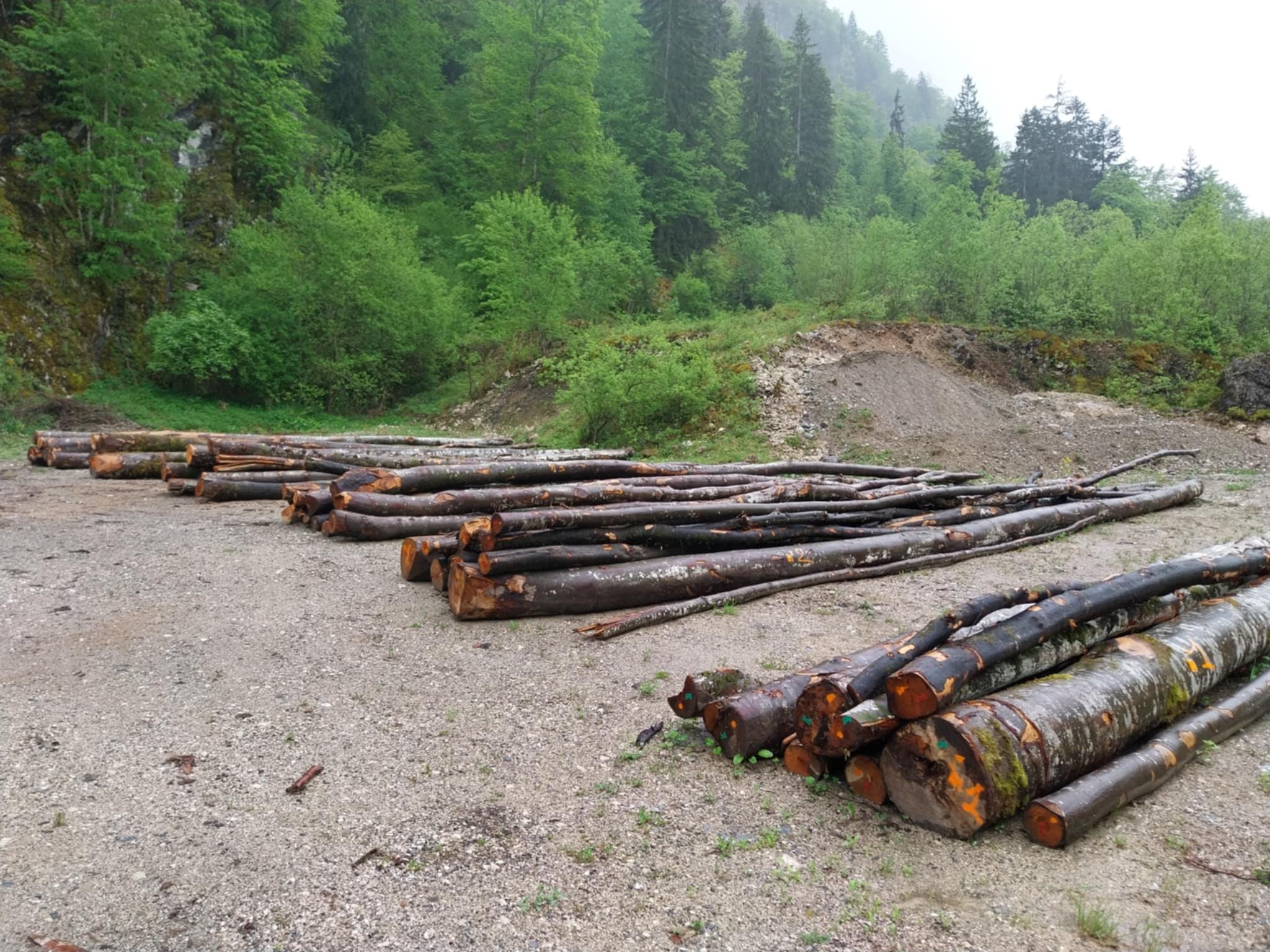 Image de couverture - Vente de bois bord de route (fayard)