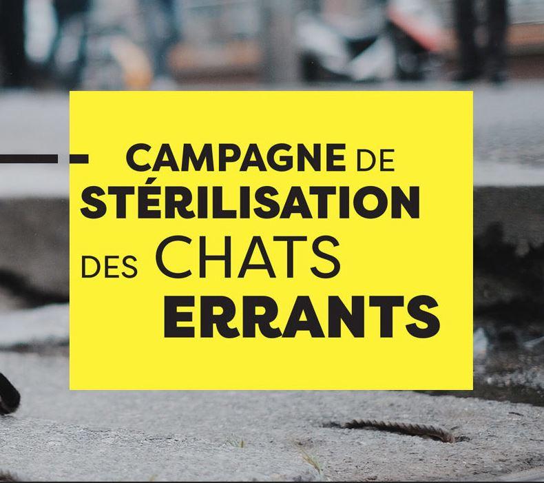 Image de couverture - Campagne de capture, d'identification et de stérilisation des chats errants