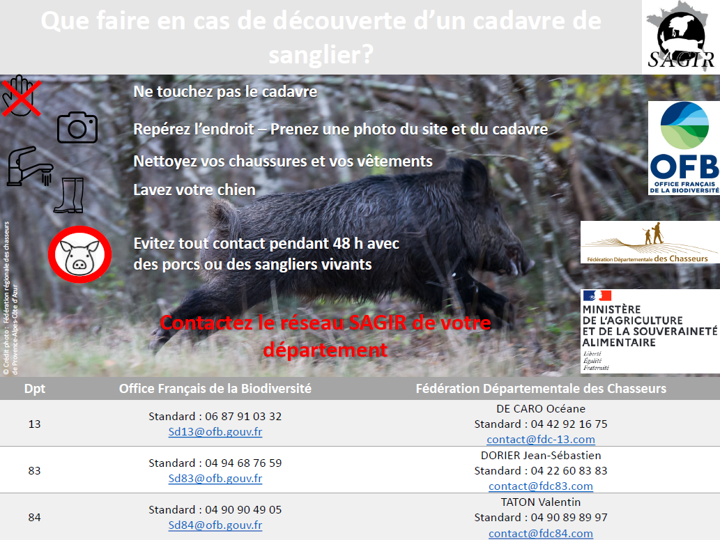 Image de couverture - Peste Porcine Africaine