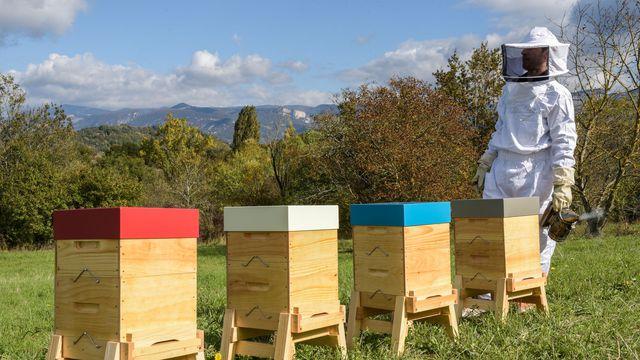 Image de couverture - Déclaration obligatoire de ruches